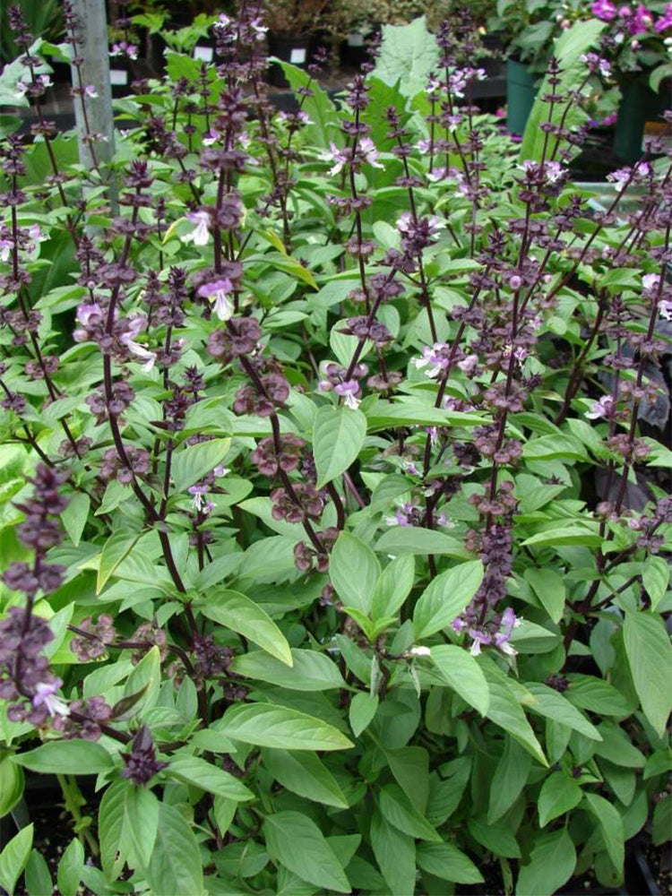 Licorice Basil