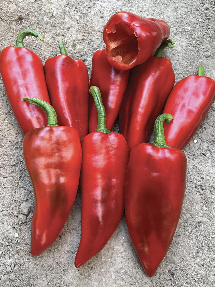 Syrian Has Goli Hot Pepper