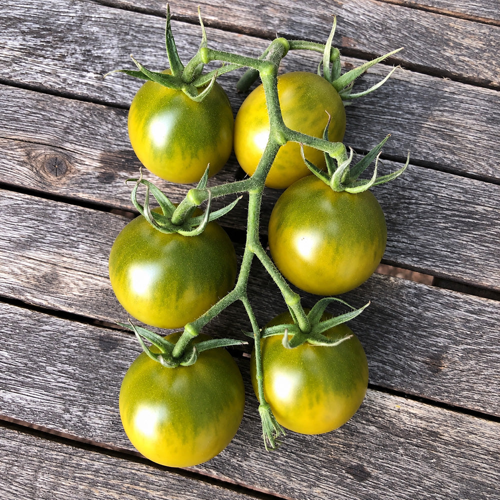 192 Green Honey Tomato