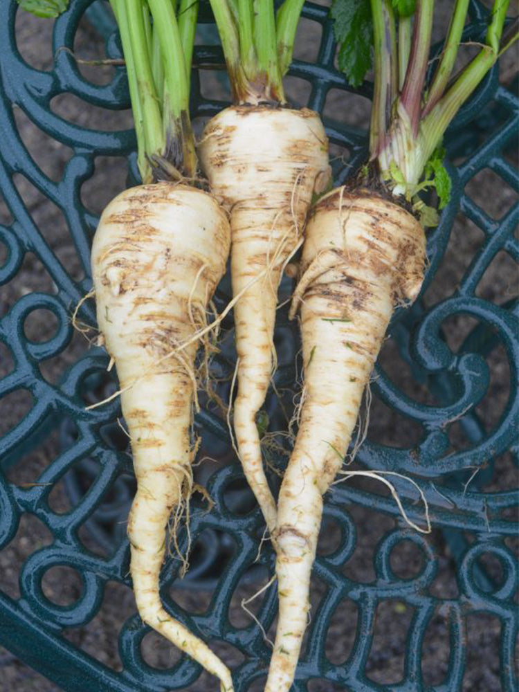 Parsnip (Pastinaca sativa)