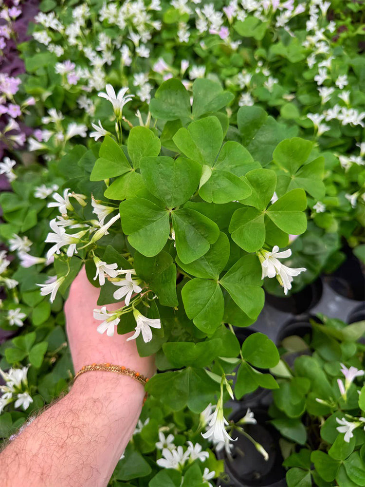 Oxalis triangularis Green