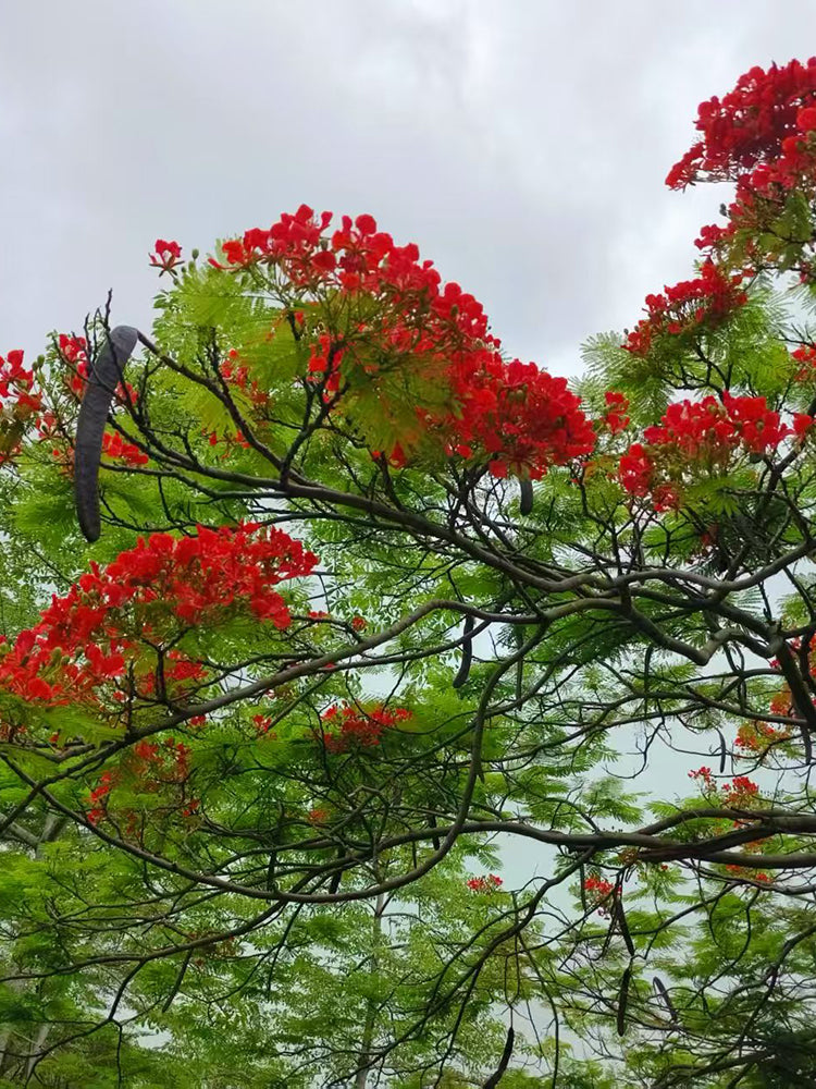 Royal Poinciana