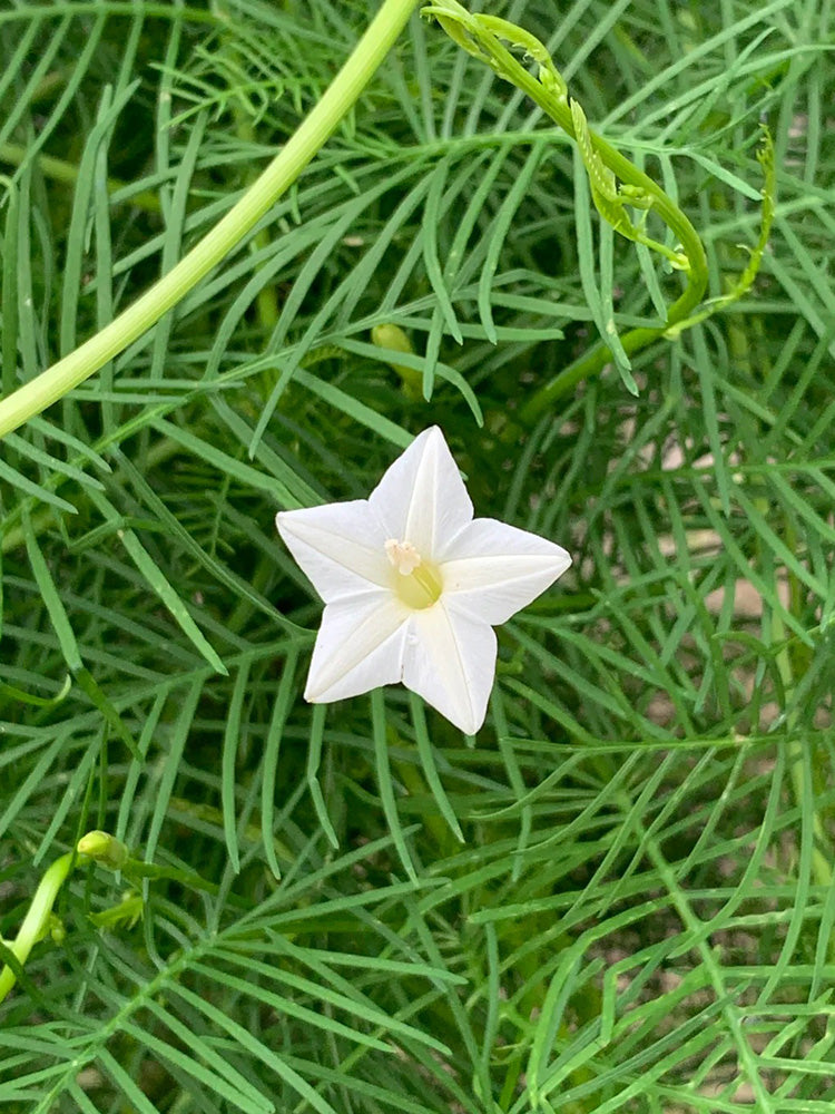 White Cypress Vine