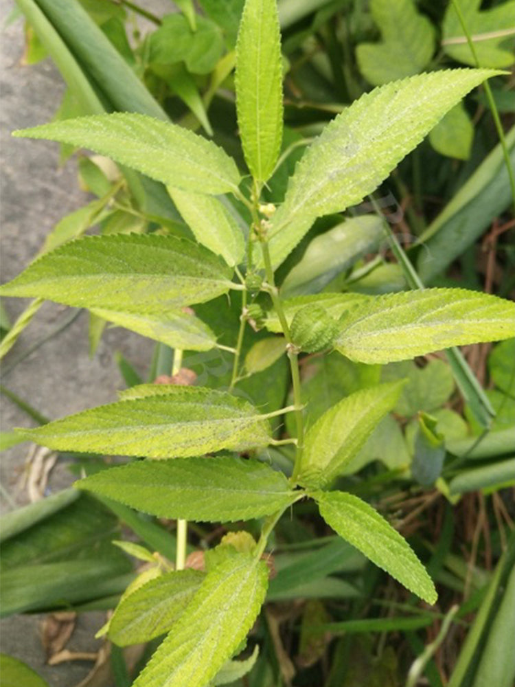 Jute (Corchorus capsularis L.)