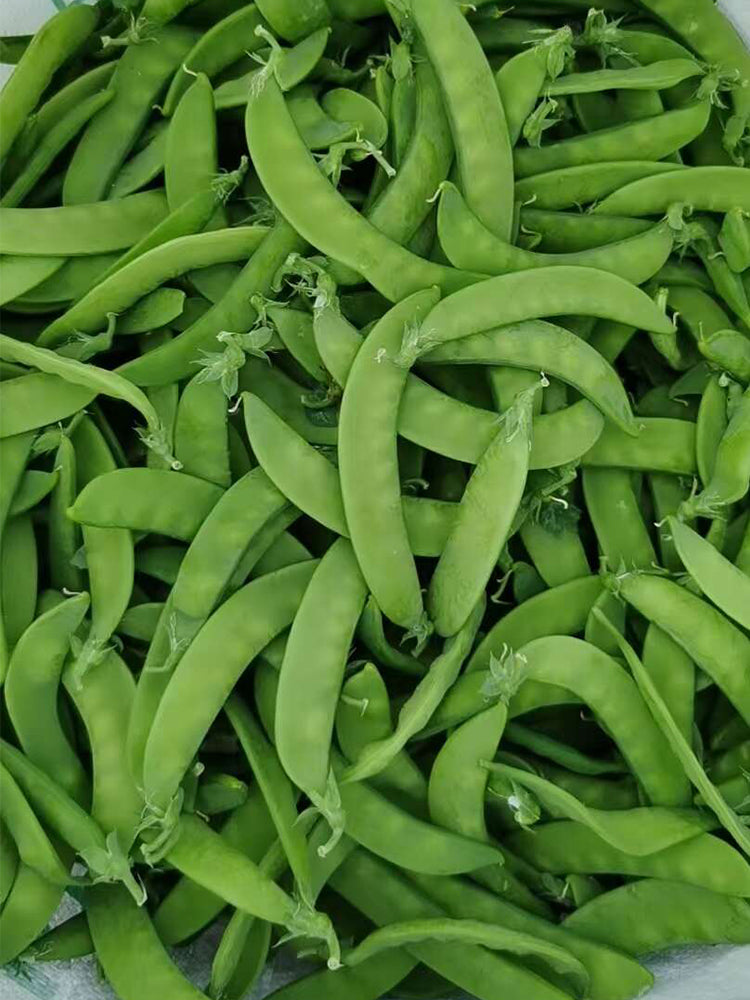 'Improved 604' Snow Pea