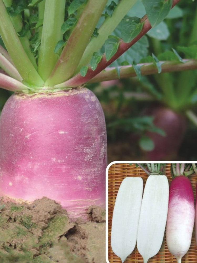 East Sea Fruit Radish