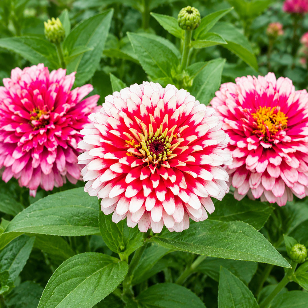 W1353 Candy Stripe Zinnia Mix