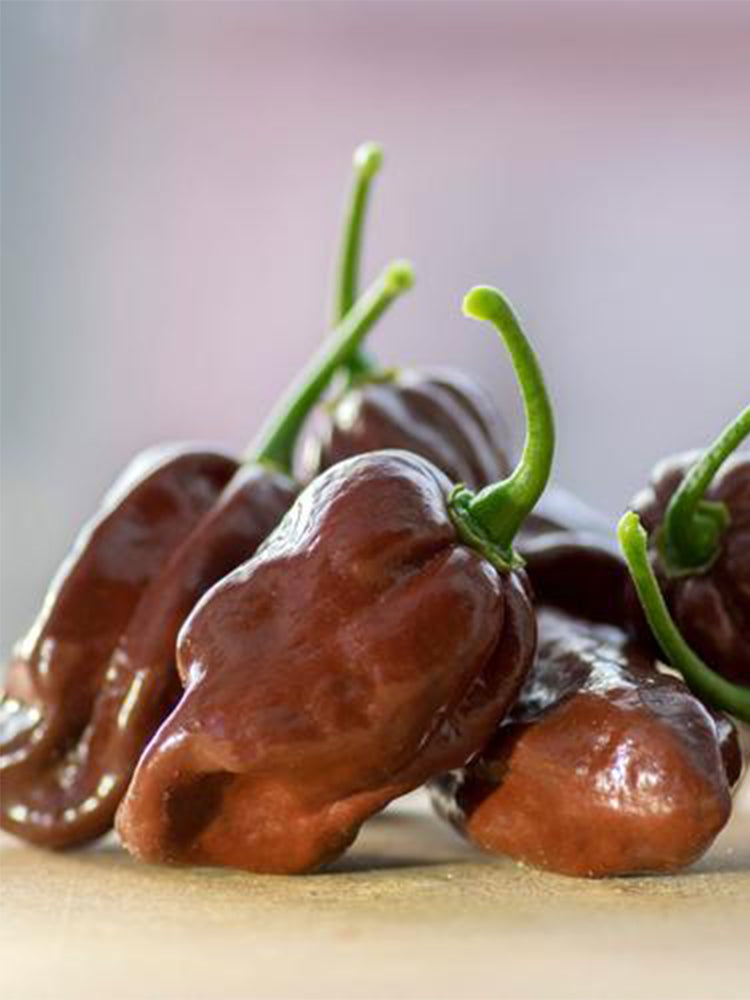 Chocolate Habanero