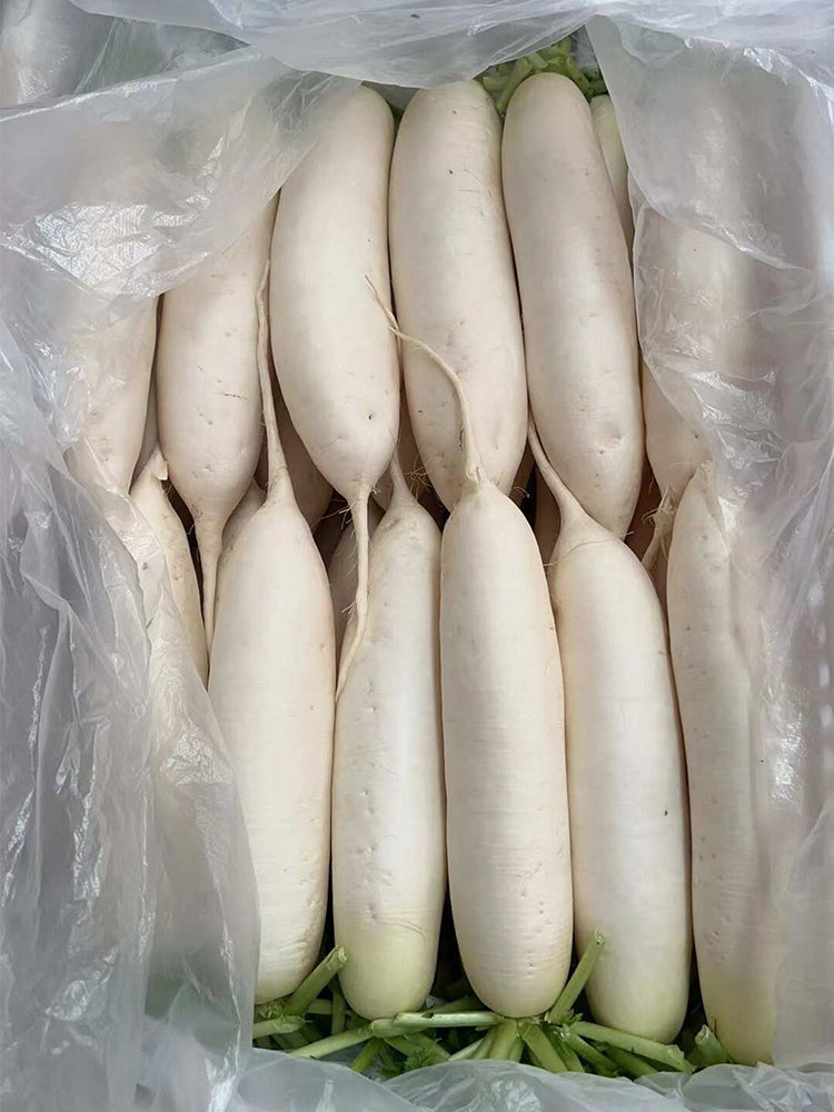 'Guangliang No.22' Radish