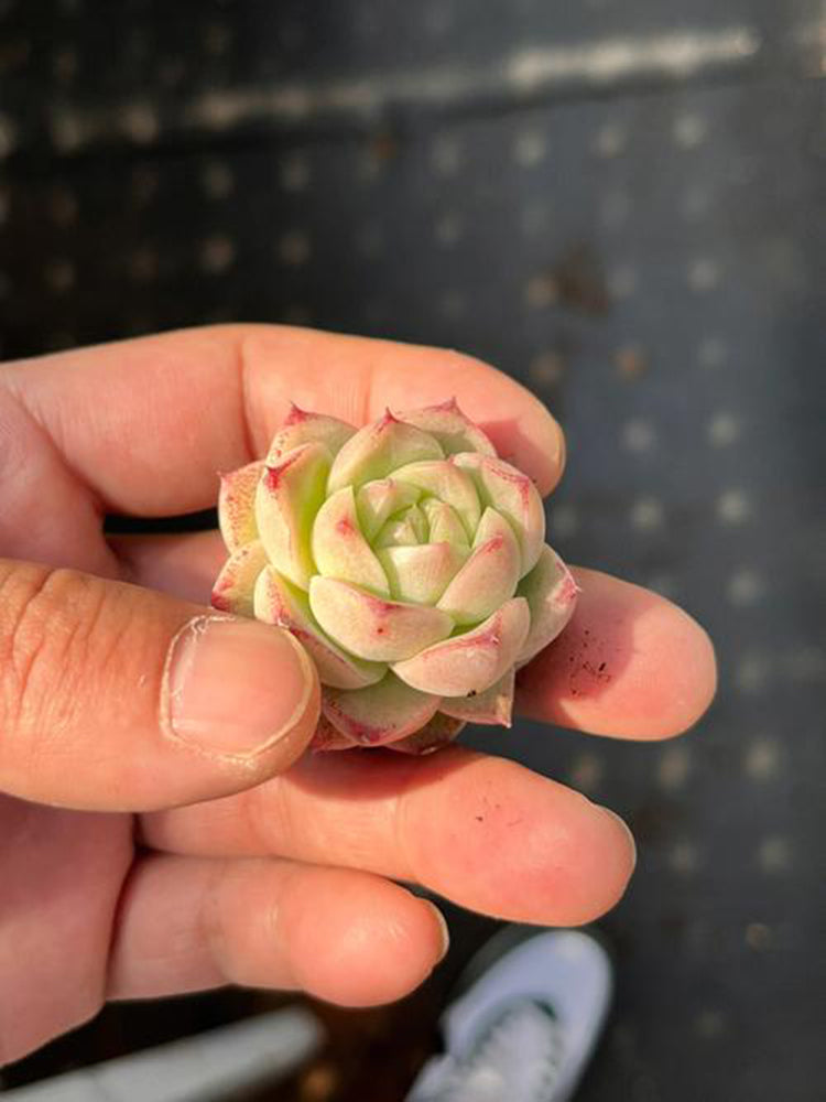 Echeveria 'Blue Light'