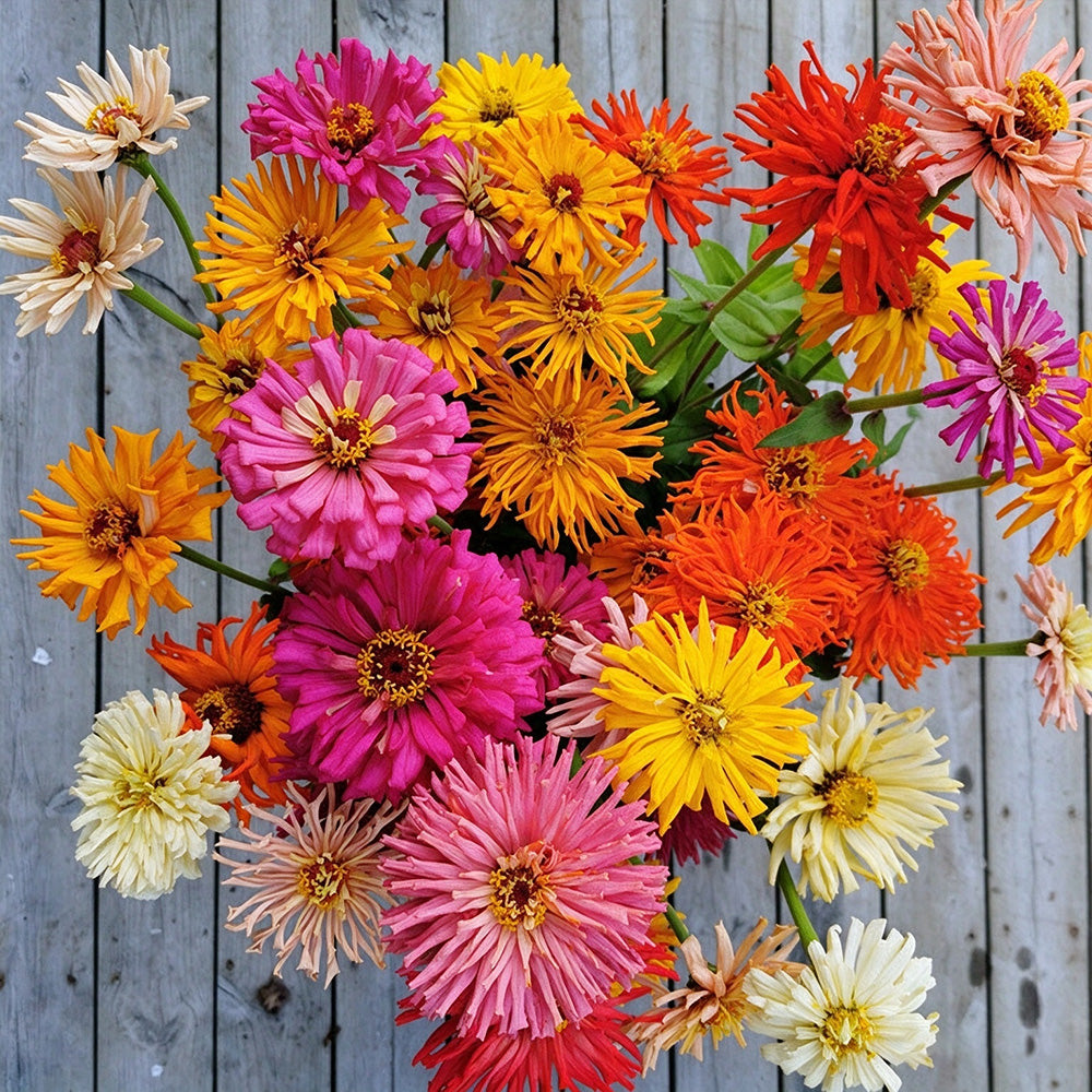 W1355 Cactus-Flowered Zinnia Mix
