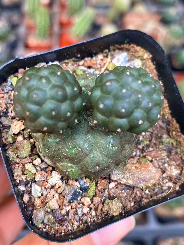 Tephrocactus bonnieae