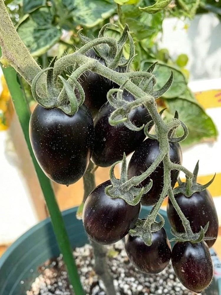 Black Jade Cherry Tomato