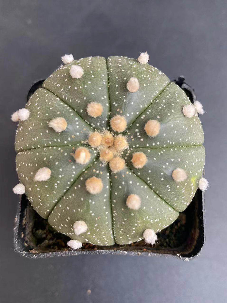 Astrophytum asterias
