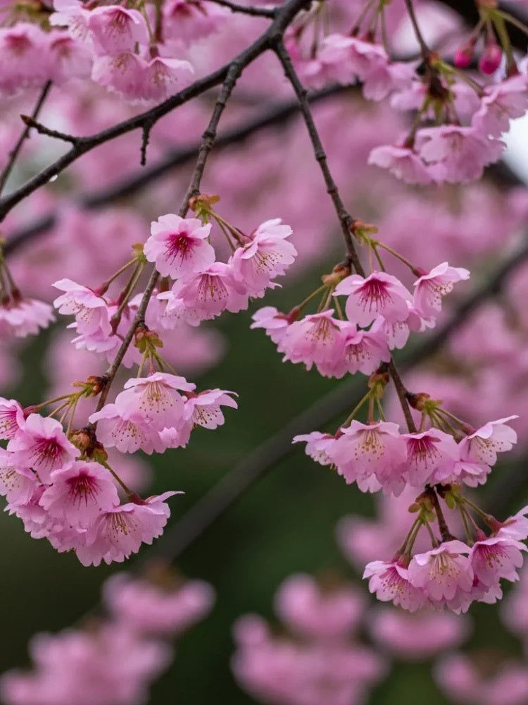 Winter Cherry