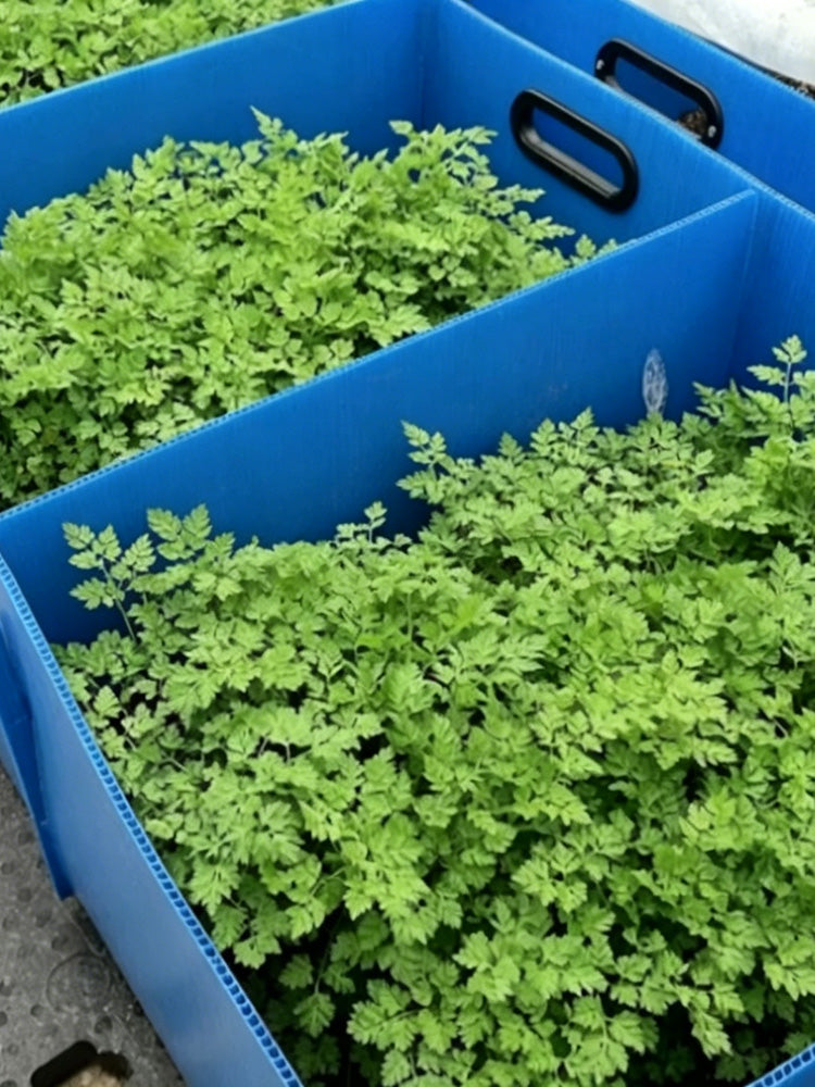 Italian Chervil