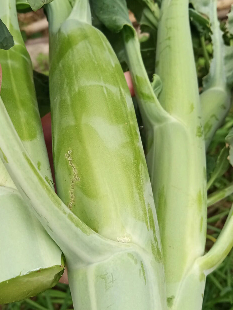 Dajinsun Chinese Kale