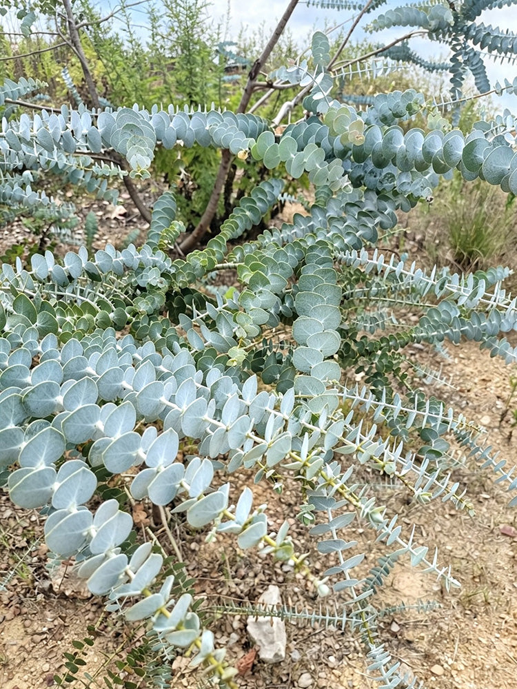 Small Coin Leaf Eucalyptus
