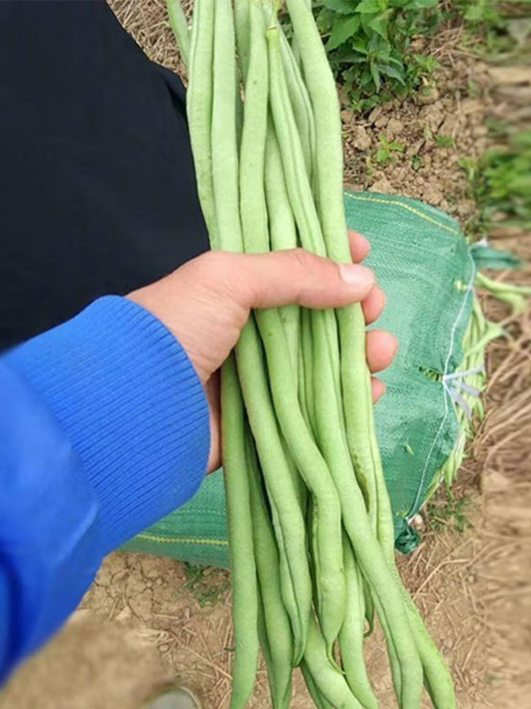 Stringless Snap Beans