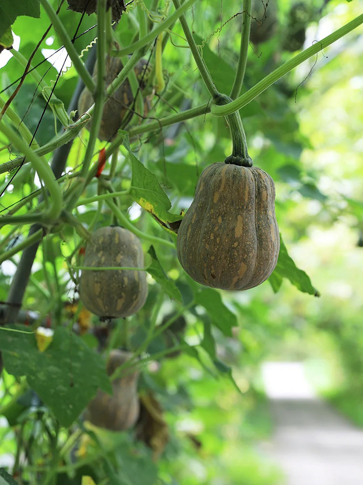 Honey Aroma Mini Pumpkin