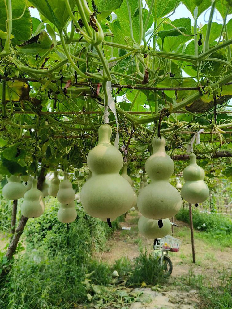 Large Wine Gourd