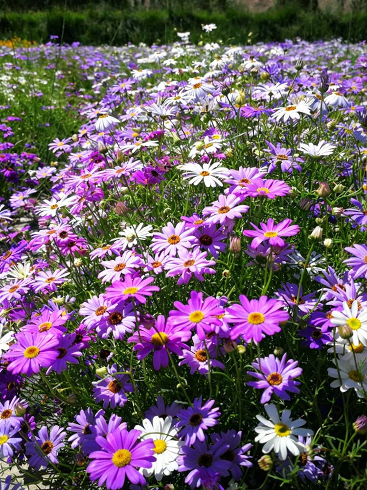Swan River Daisy