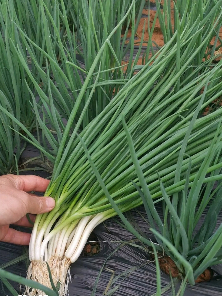 Jiemei Black-leaf Chives