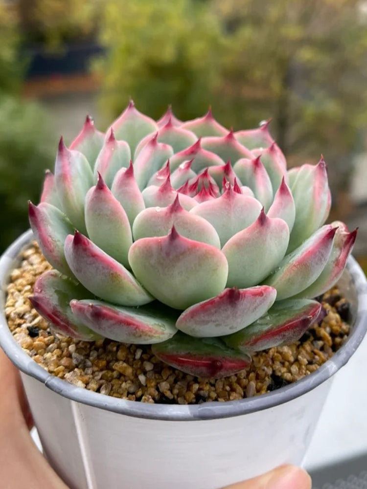 Echeveria chihuahuaensis