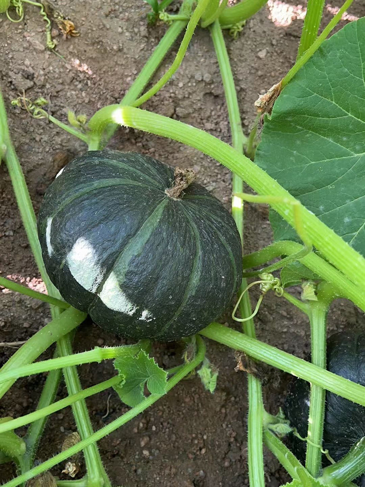 'Li Mei No. 1' Baby Pumpkin