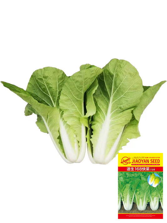 '168' Fast-Grow Bok Choy