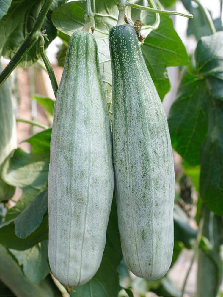 Jinyun Crisp-Sweet Melon