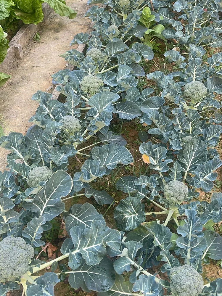 Broccoli