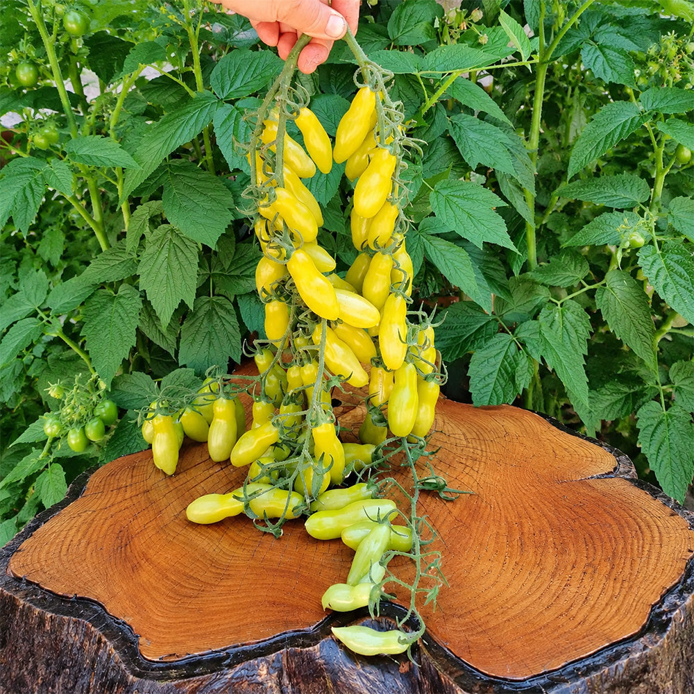 1 Dancing Green Fingers Tomato