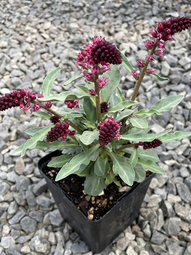 'Beaujolais' Purple Loosestrife