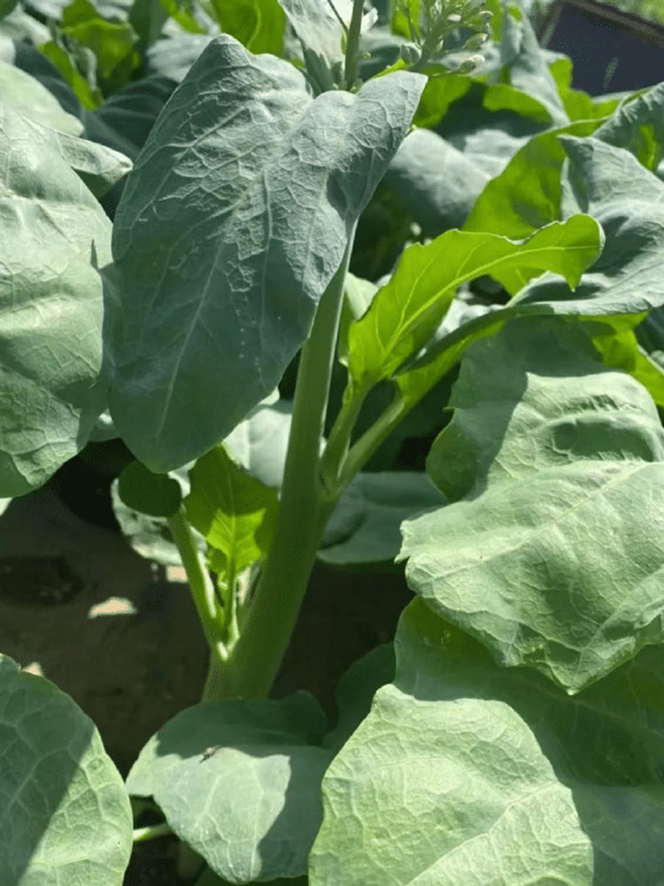 'Nongyan Yellow Flower' Chinese Kale