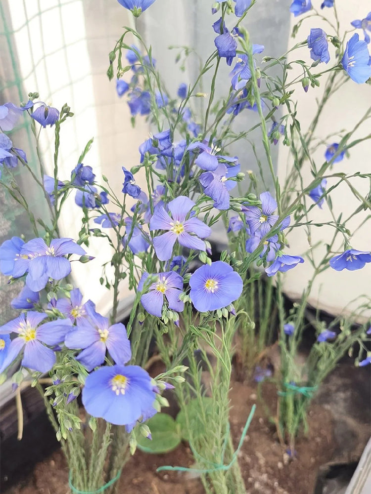 Blue Flax