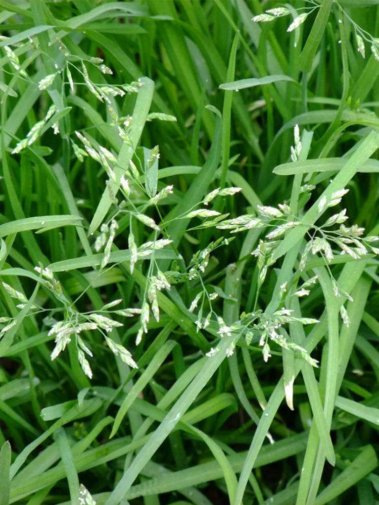 Festuca arundinacea 'Rebel V BT'