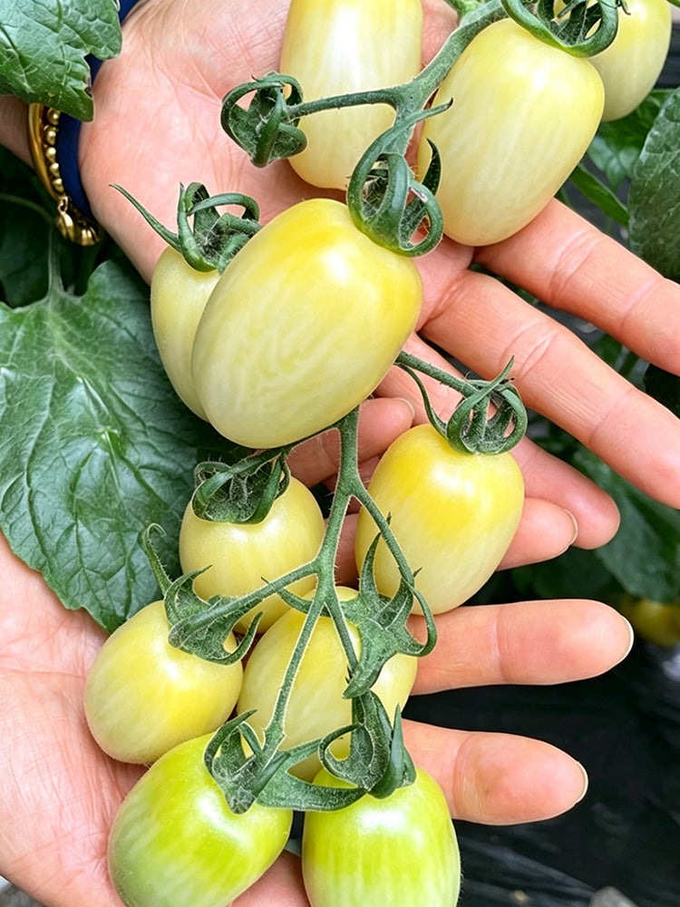 White Jade Cherry Tomato