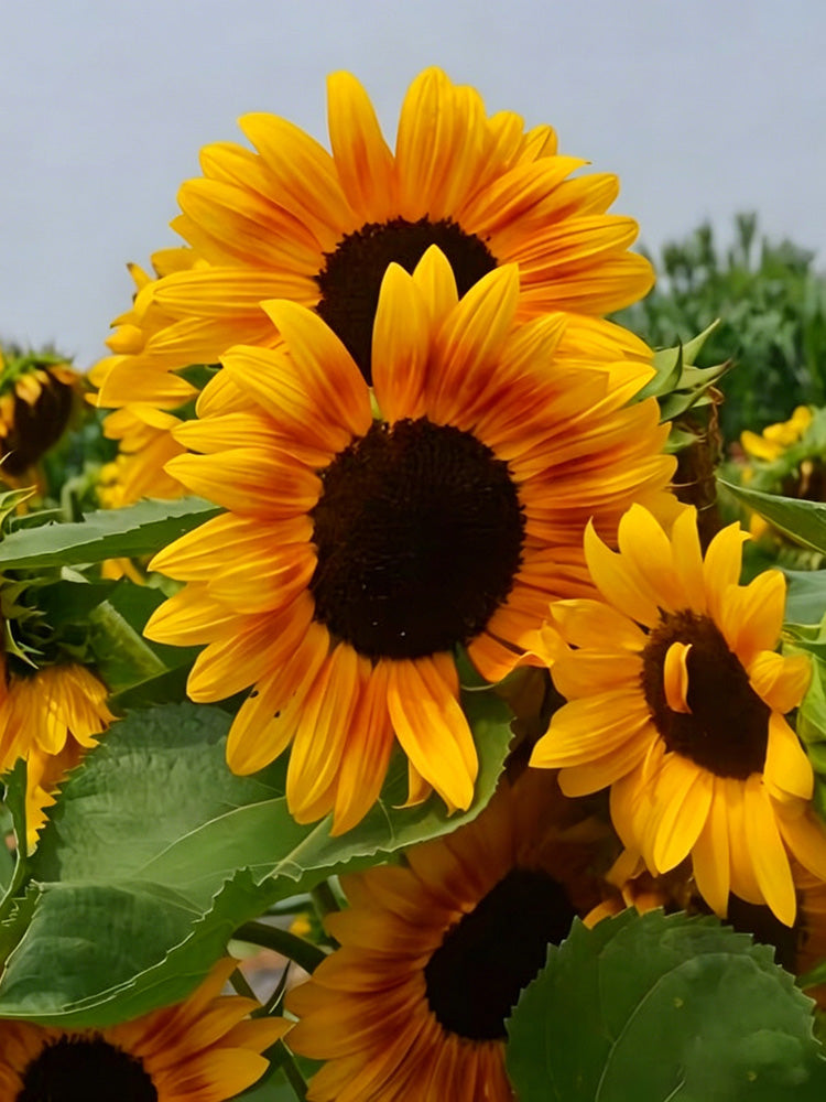 Copper Queen Sunflower