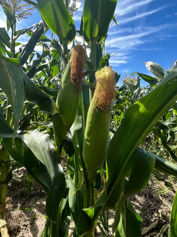 Jingbai Sweet-Waxy 968 Corn