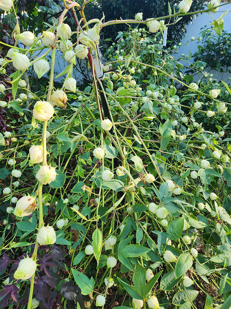 roselle plant seeds Bellfarm® White Roselle Seeds (Hibiscus sabdariffa) – MUCIAKIE