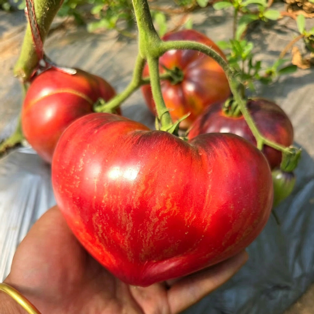 602 Sofia's Fiery Comet Tomato