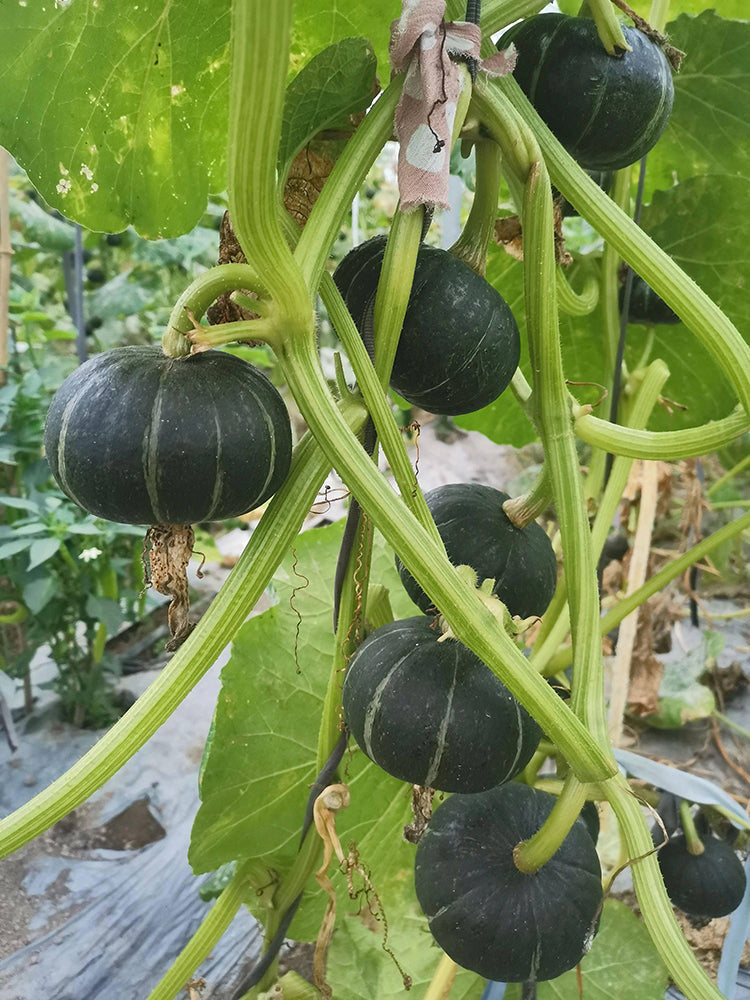 Moxiang BeiBei Pumpkin