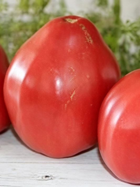 971 Pink Scallop Tomato