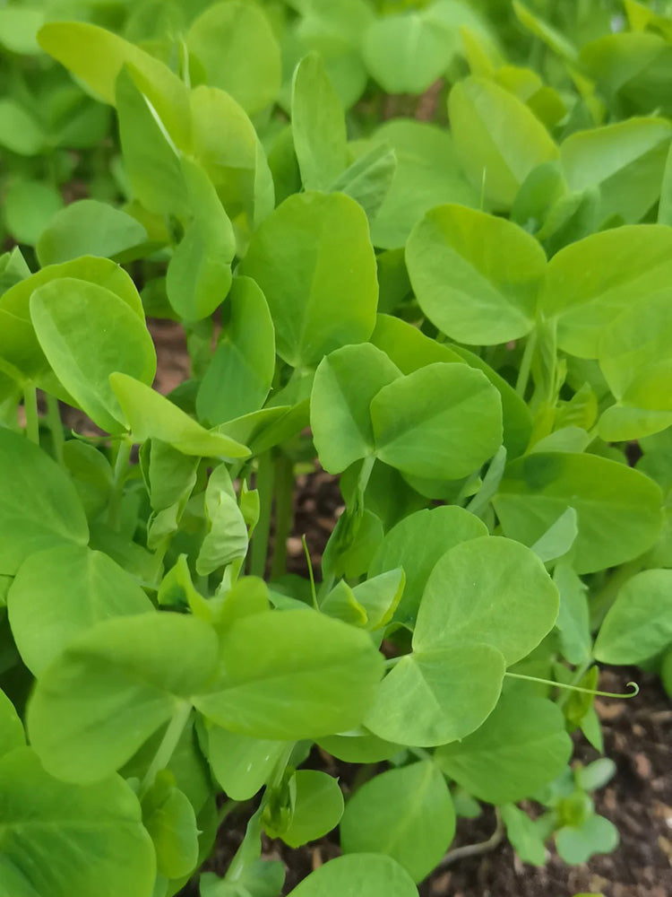 Jiemei Tendril-Free Pea Shoot