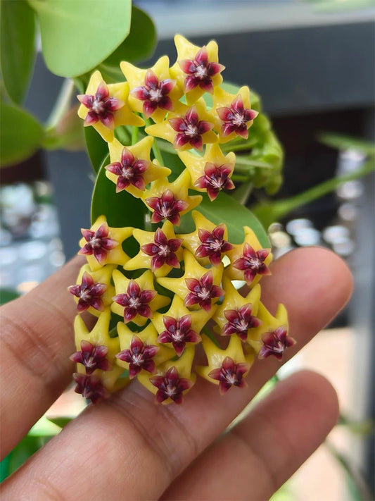Hoya cumingiana Unrooted Stem Cuttings
