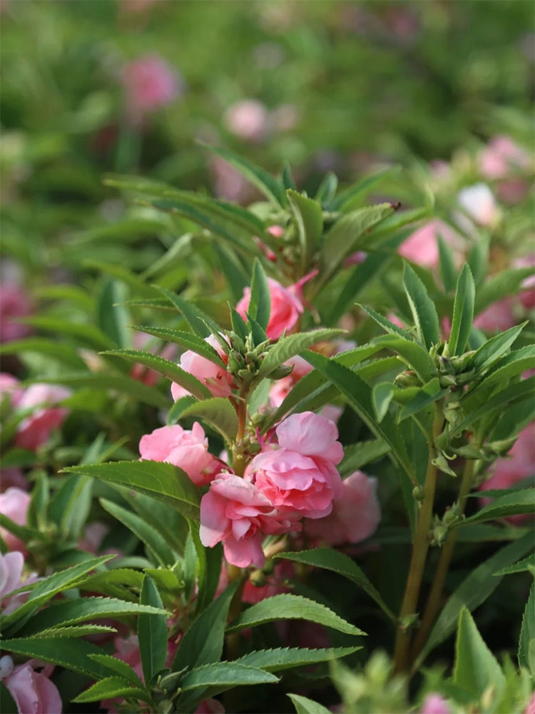 Pink Garden Balsam Double Flowers (Impatiens balsamena.L)