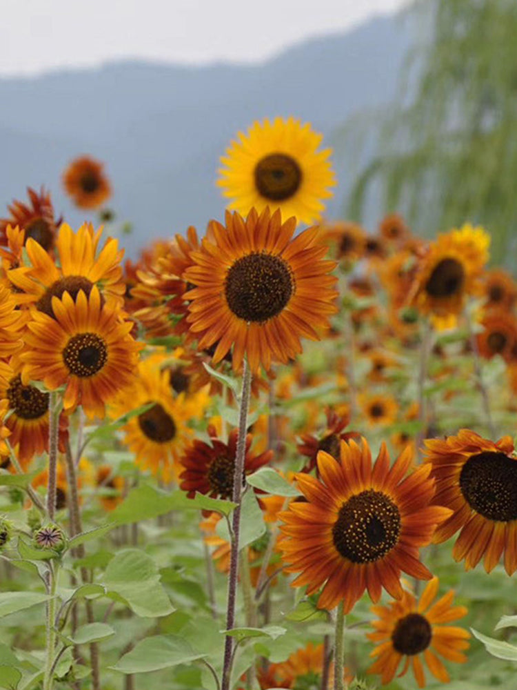 HEL10 Mixed Color Sunflower