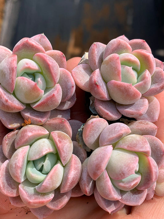 Echeveria Lauii