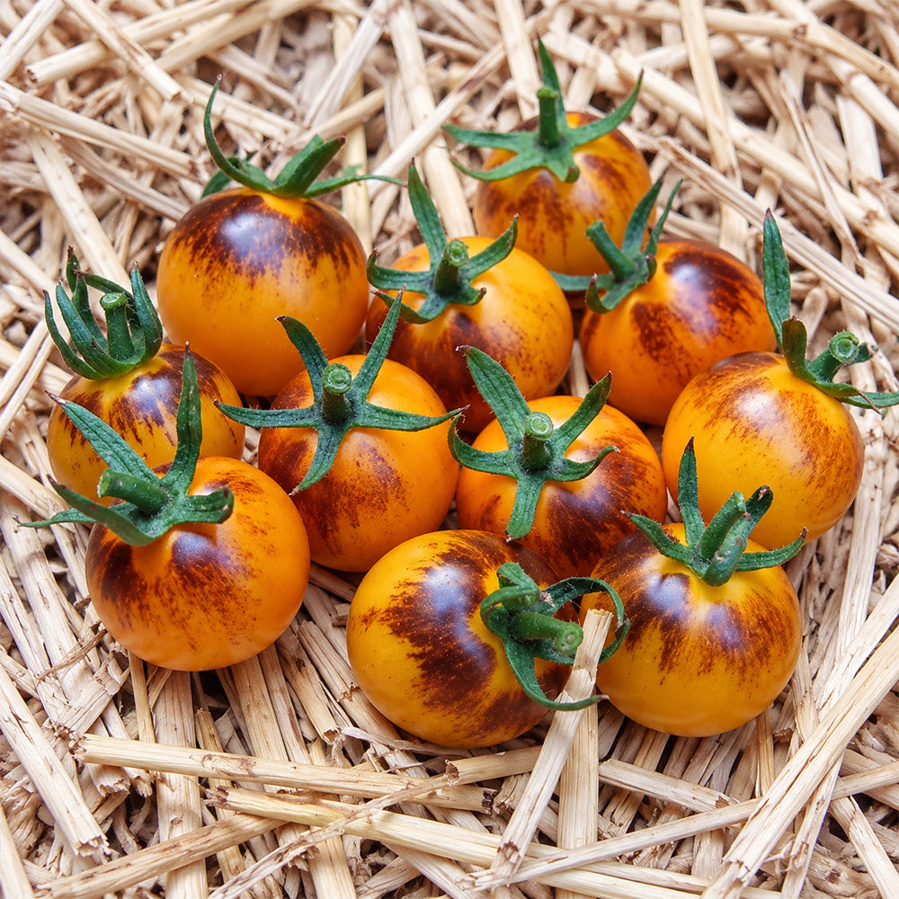 141 Indigo Fireball F1 Tomato